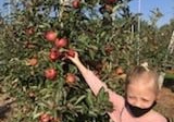 dziewczynka pokazuje jabłka na drzewie